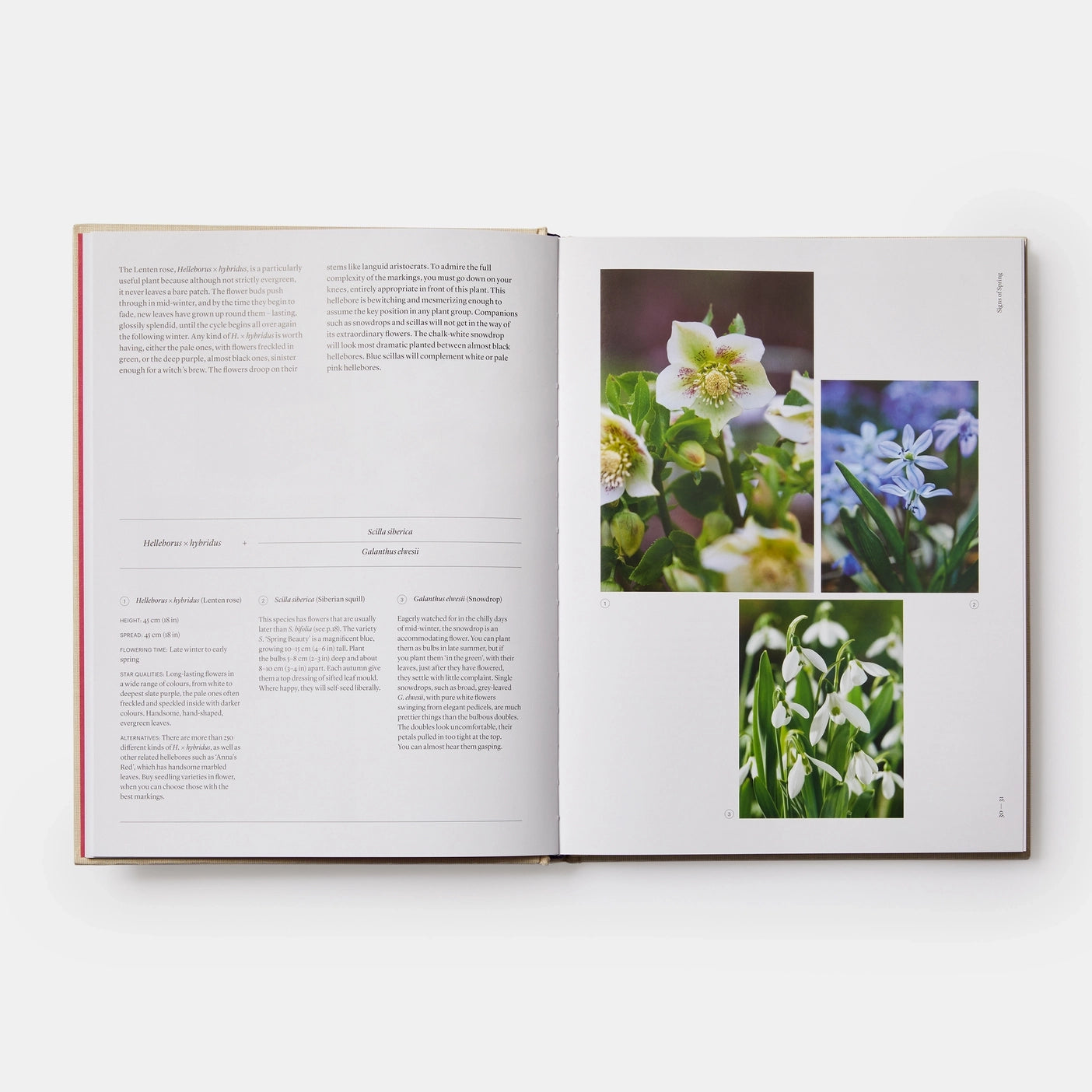 Seasonal Gardener- Creative Planting Combinations