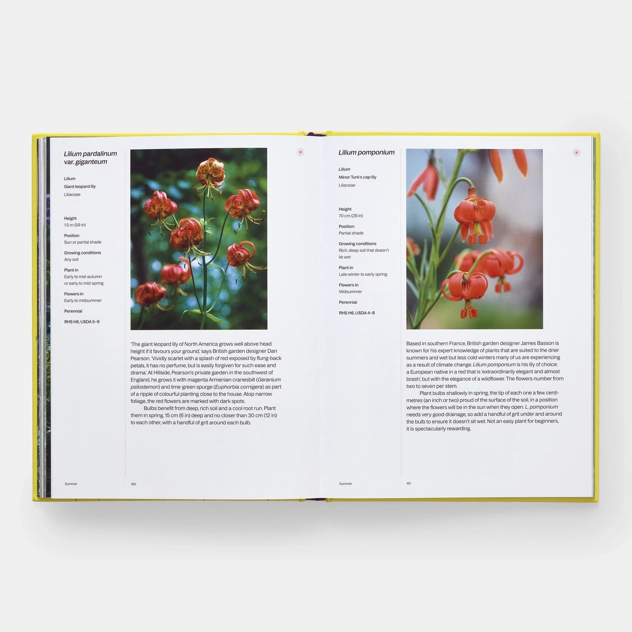 A Year in Bloom: Flowering Bulbs For Every Season