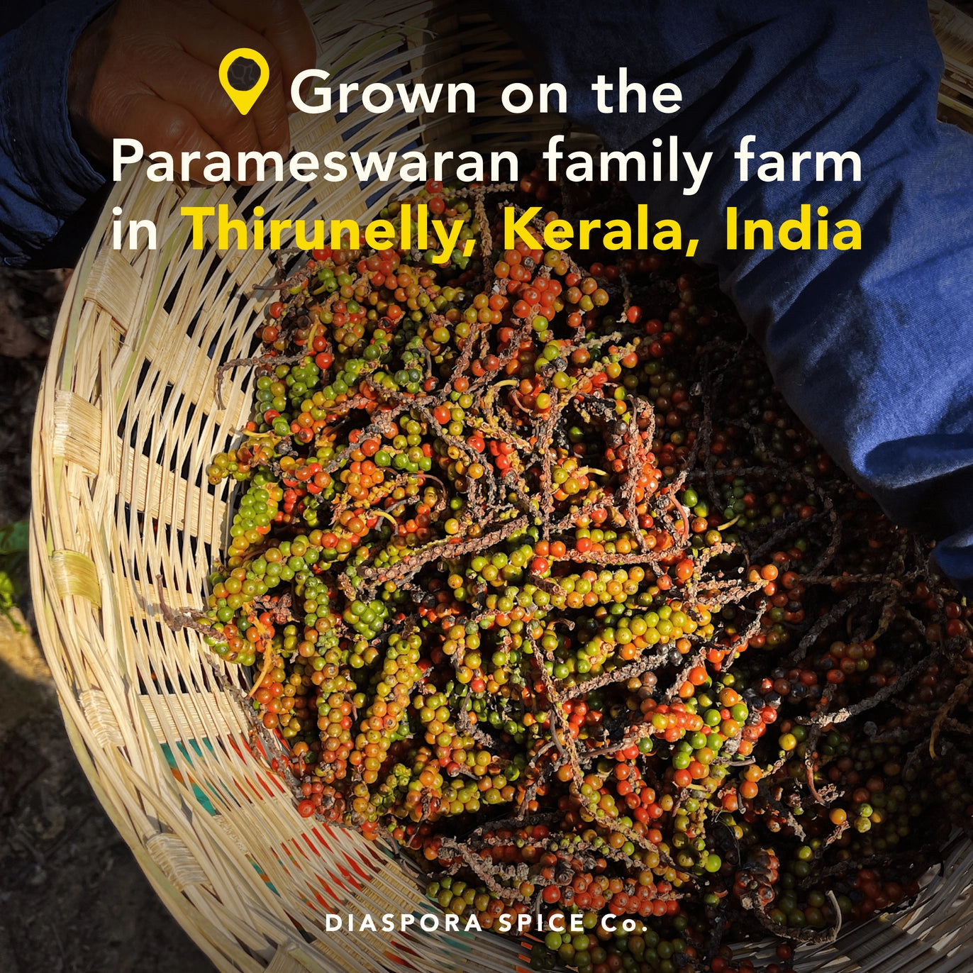 Aranya Black Pepper (Whole) // Single-Origin Spice