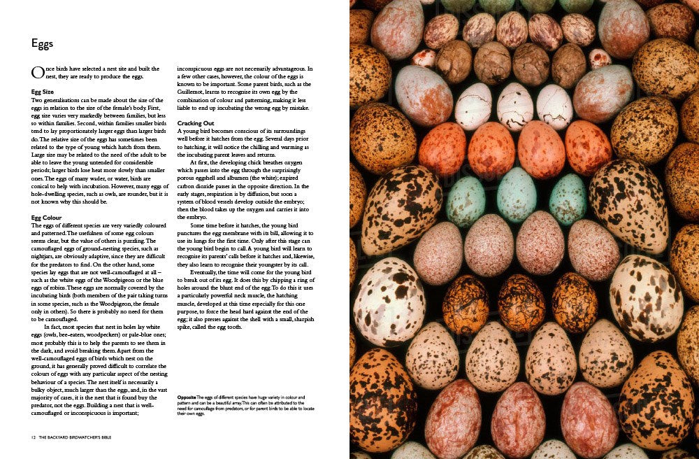 sample page and photo of colorful eggs