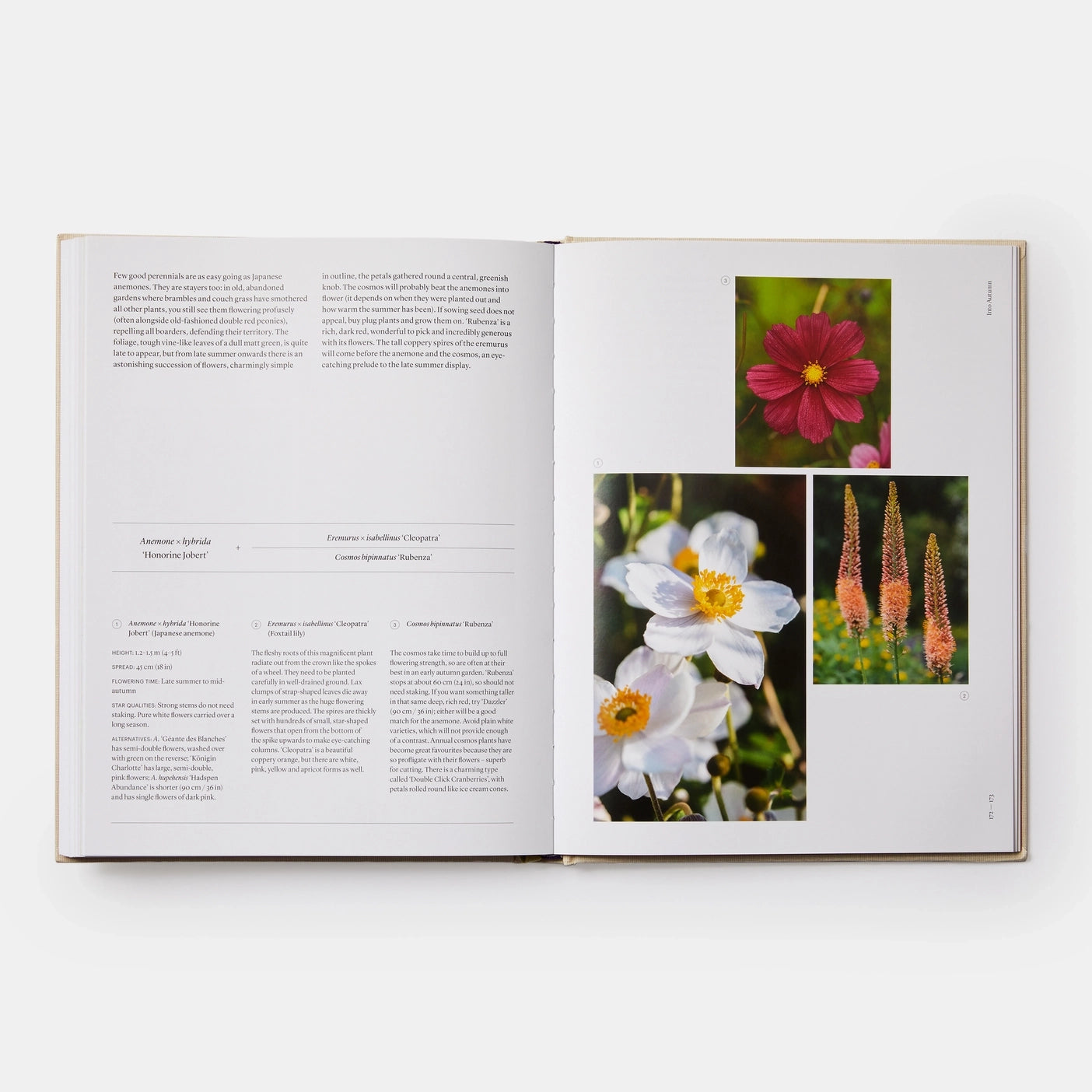 Seasonal Gardener- Creative Planting Combinations