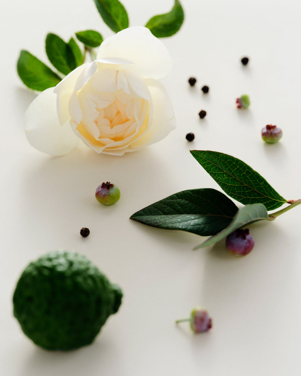 White rose with green leaves and small fruits on a white background