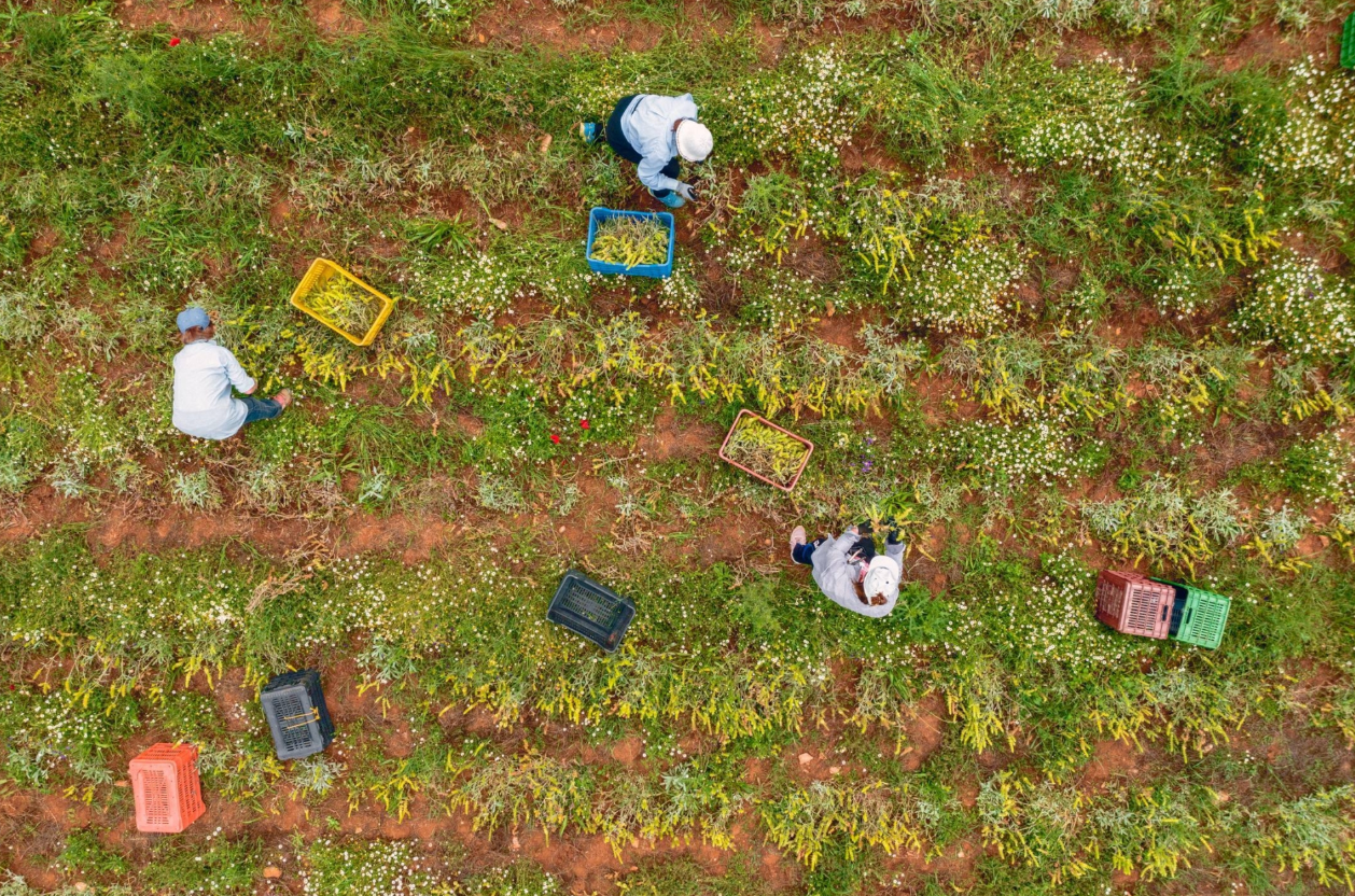 Greek Organic Mountain Tea