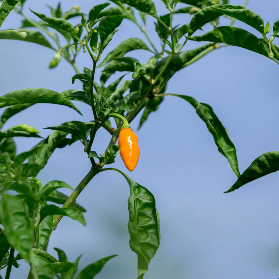 Orange pepper growing on a green plant with a blurred blue background
