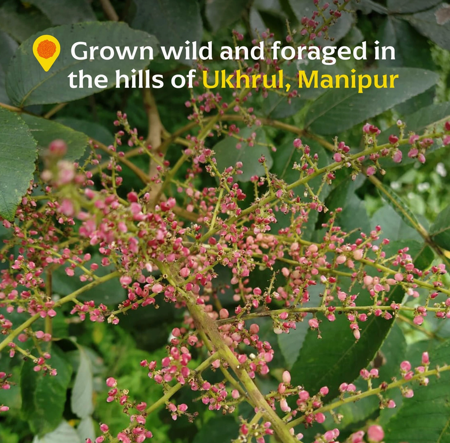 Close-up of pinkish-red berry clusters on leafy green branches with a text overlay reading 'Grown wild and foraged in the hills of Ukhrul, Manipur' with a yellow map pin icon.