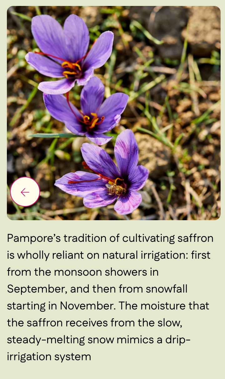 Kashmiri Saffron (Grade A Threads) - Single-Origin Spice