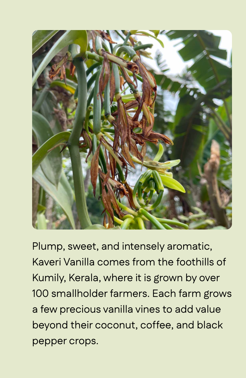 Kaveri Vanilla (Whole Beans) - Single-Origin Spice