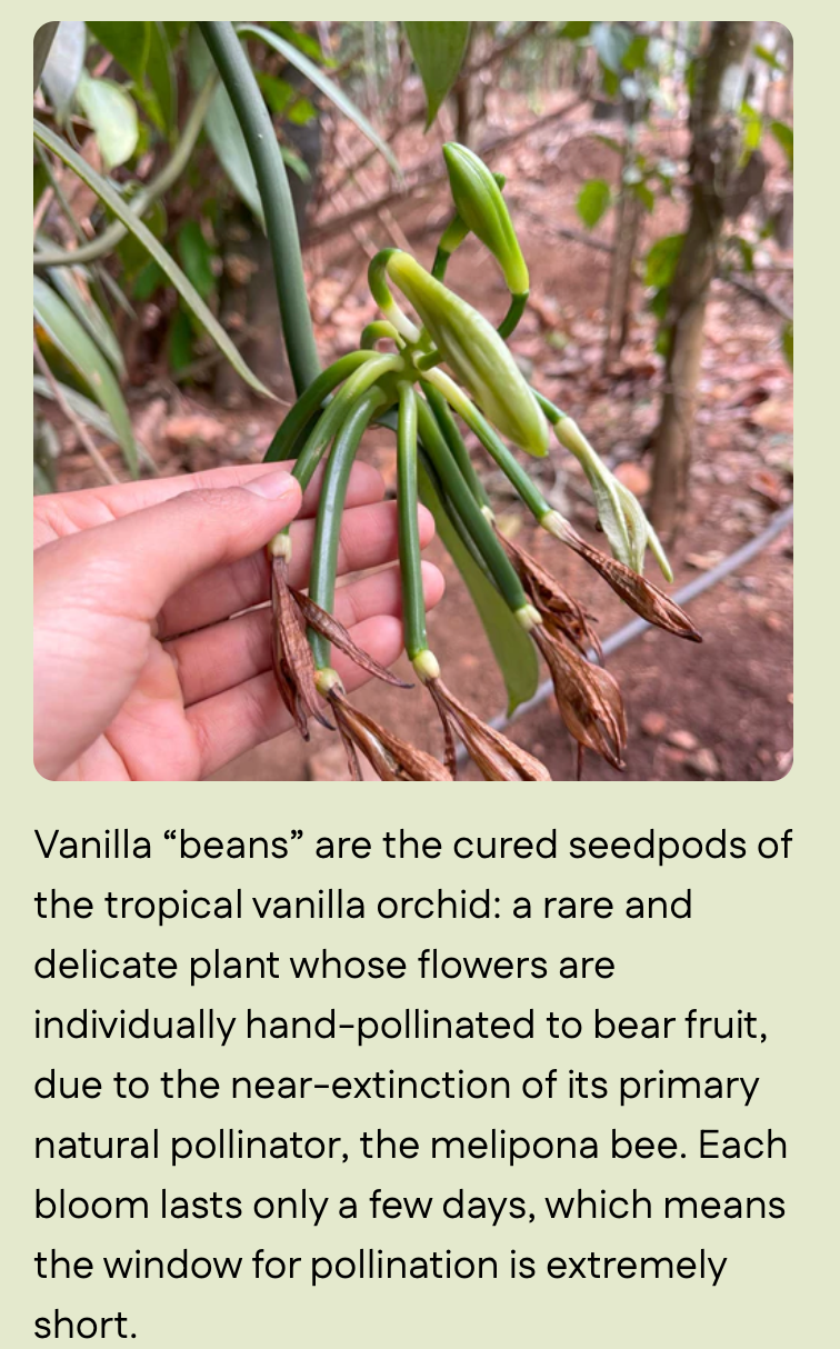 Kaveri Vanilla (Whole Beans) - Single-Origin Spice