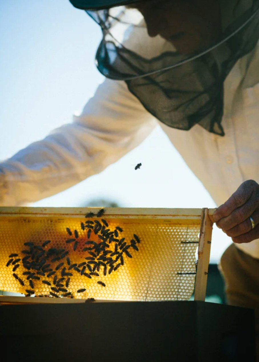 beekeeper holding combs with bees